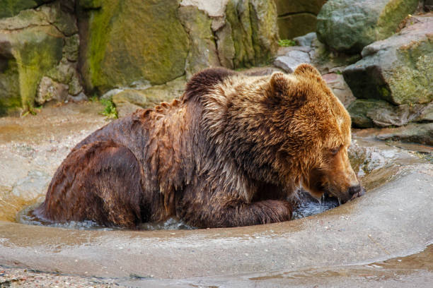 istock Bathing a big brown bear in a puddle at the zoo. 1190524166