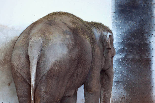 Asian elephant close-up
