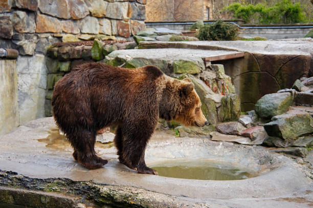 istock Bathing a big brown bear in a puddle at the zoo. 1190524214
