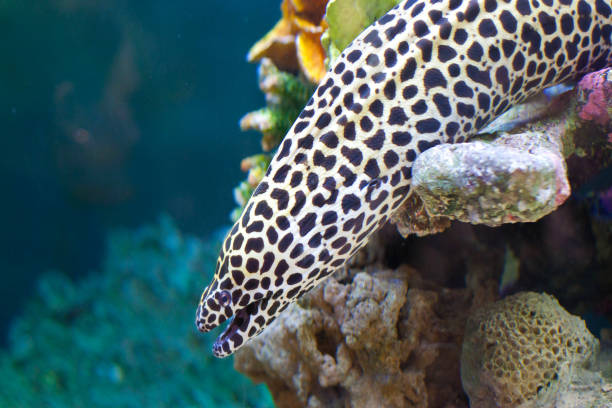 istock The laced moray (Gymnothorax favagineus, also known as the leopard moray) in the underwater. 1190524435
