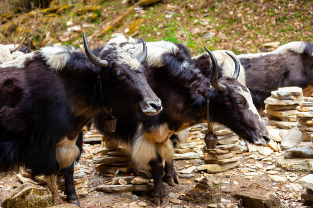 istock Yak of Nepal 1190525016
