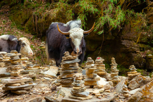 Yak of Nepal