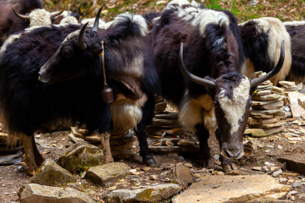 istock Yak of Nepal 1190525028
