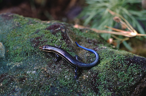 American Five-Lined Skink (Plestiodon Fasciatus). Photographed by acclaimed wildlife photographer and writer, Dr. William J. Weber.