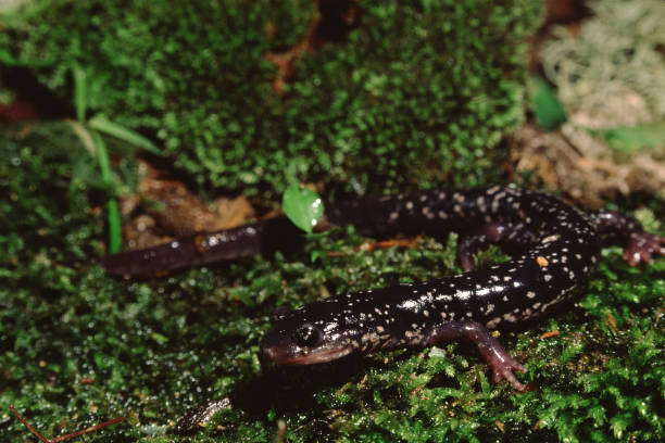 istock Northern Slimy Salamander (Plethodon Glutinosus) 1190525199