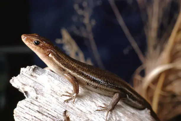 Southeastern Five-Lined Skink (Plestiodon Inexpectatus. Photographed by acclaimed wildlife photographer and writer, Dr. William J. Weber.