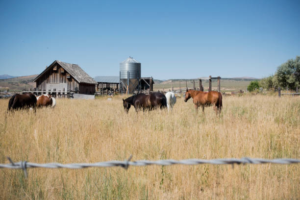Horses Grazing in Front of Barn House.
