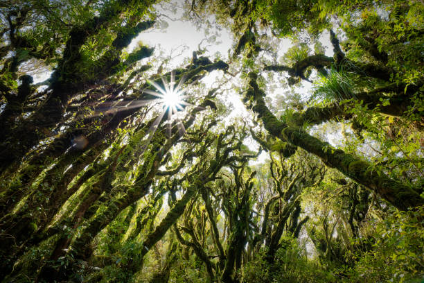 Sun peaking through trees in Goblin's Forest, Mt. Taranaki, New Zealand