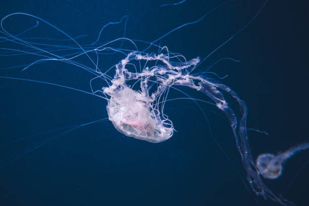istock Colorful jellyfish in the deep blue sea 1190531416