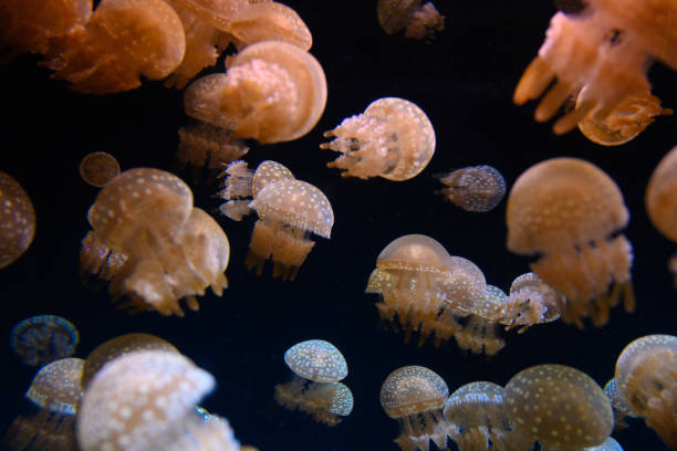 istock Jellyfish in the dark sea 1190531422