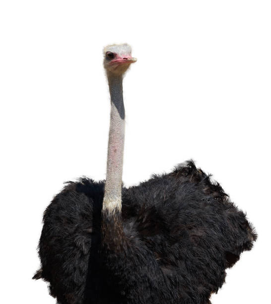 istock Ostrich in portrait upper body on isolated white background 1190532263