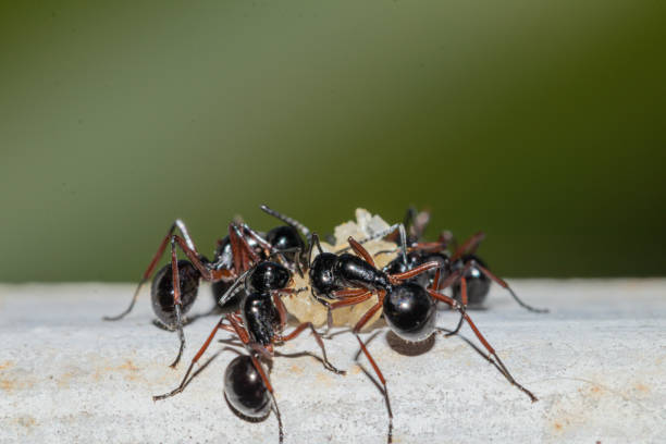 istock Selective focus black ants eating sugar on ground.Behavior of ants.Worker ants are there working. 1190533225