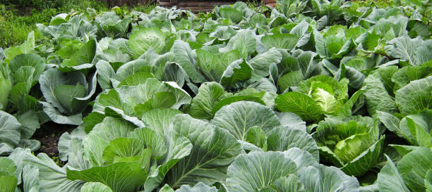 istock Growing cabbage in the garden. 1190534326