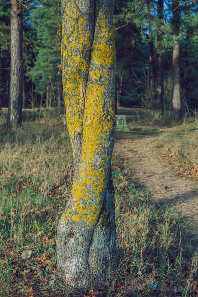City Riga, Latvia Republic.  Wood bark with structure. Travel photo. 24.11.2019.