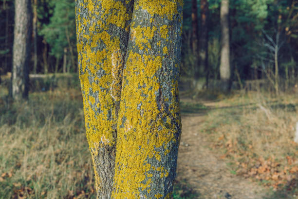 City Riga, Latvia Republic.  Wood bark with structure. Travel photo. 24.11.2019.