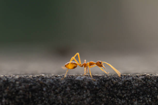 istock Behavior of ants. Red ant walk on gray concrete. 1190534443