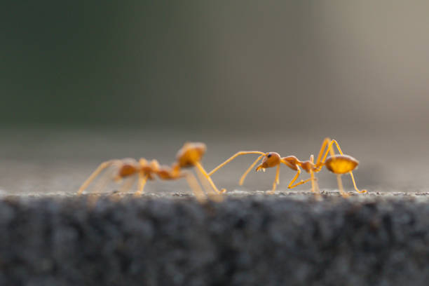 istock Behavior of ants. Red ant walk on gray concrete. 1190534639