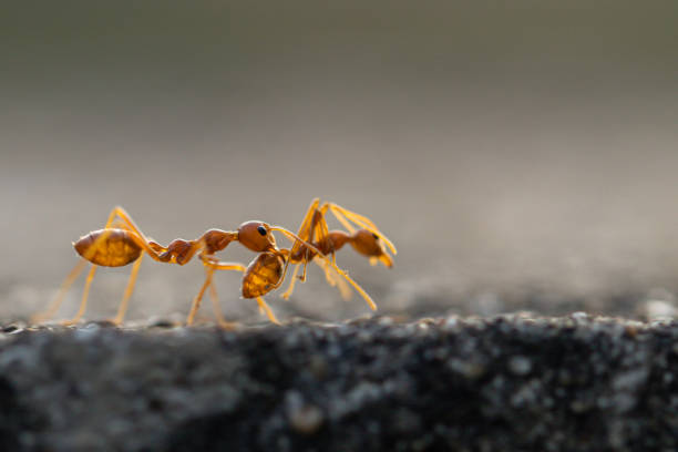 istock Behavior of ants. Red ant walk on gray concrete. 1190534704