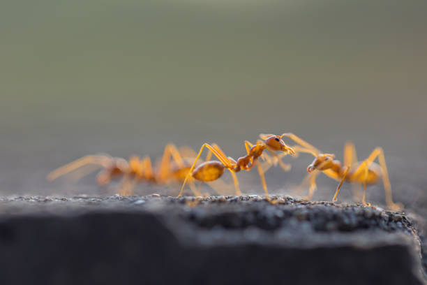 istock Behavior of ants. Red ant walk on gray concrete. 1190535273