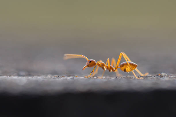 istock Behavior of ants. Red ant walk on gray concrete. 1190535292