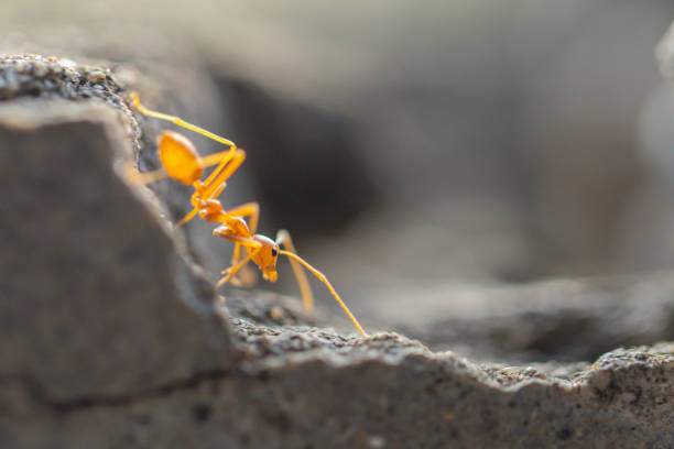 istock Behavior of ants. Red ant walk on gray concrete. 1190535380