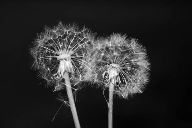 istock Two dandelions close up black and white 1190535597