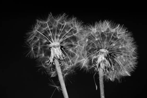 istock Two dandelions close up black and white 1190535608