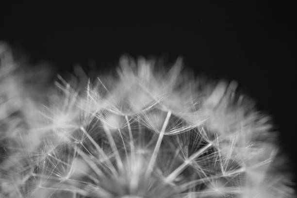 istock Two dandelions close up black and white 1190535617