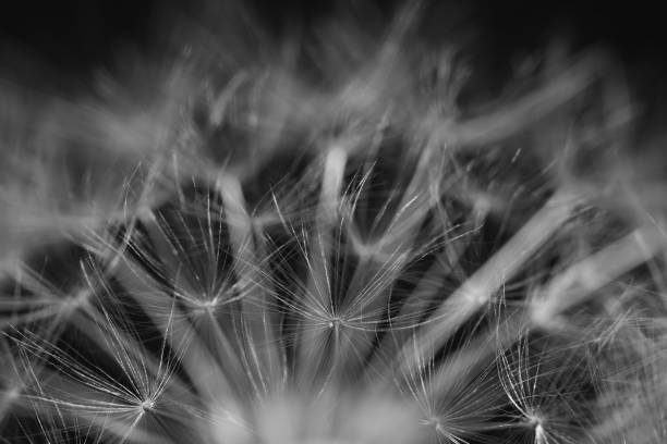 istock Two dandelions close up black and white 1190535641