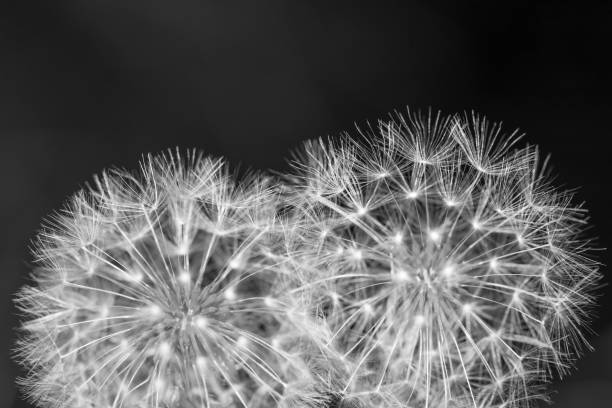 istock Two dandelions close up black and white 1190535658
