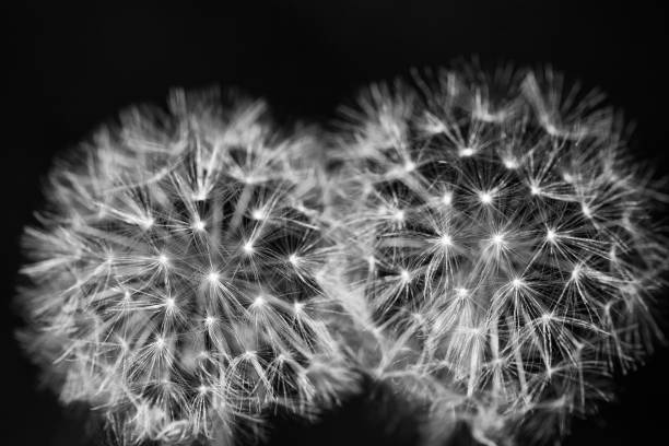 istock Two dandelions close up black and white 1190535675