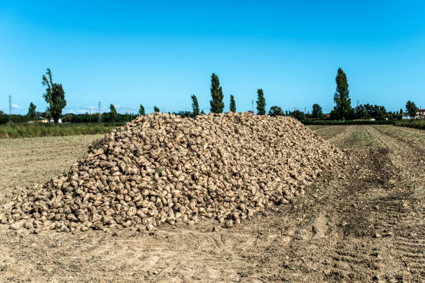 istock Heap sugar beet in farm. 1190536416