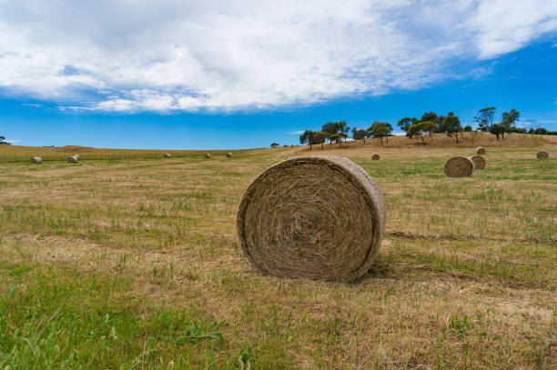 istock Straw bale on a field on sunny day. Agriculture background 1190537151