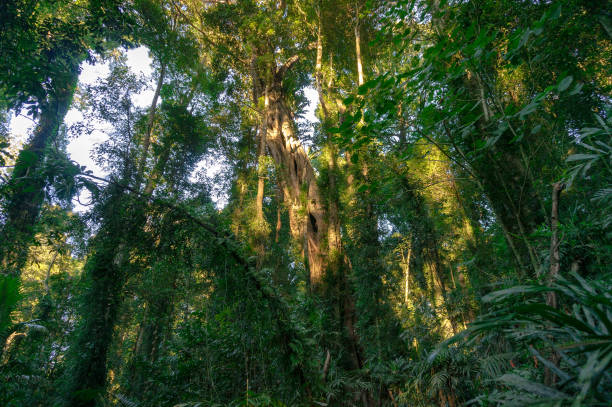 istock Tropical rainforest with evergreen trees covered in moss on sunny day 1190537180