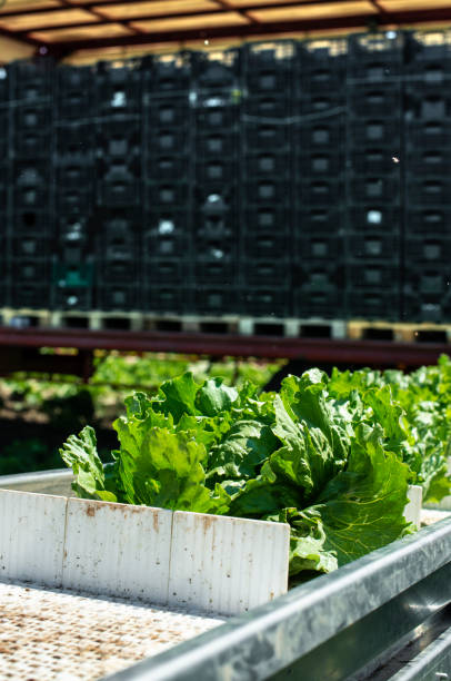 istock Tractor with production line for harvest lettuce automatically. Lettuce iceberg picking machine on the field in farm. 1190537235
