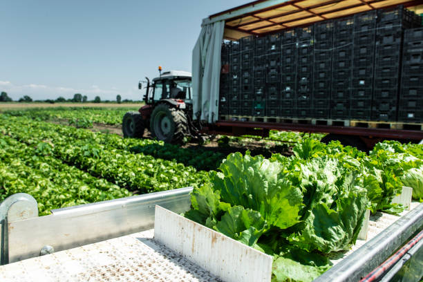 tractor with production line for harvest lettuce automatically. lettuce iceberg picking machine on the field in farm. - automatically imagens e fotografias de stock