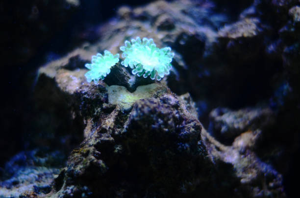 istock Greenish blue coral 1190537280