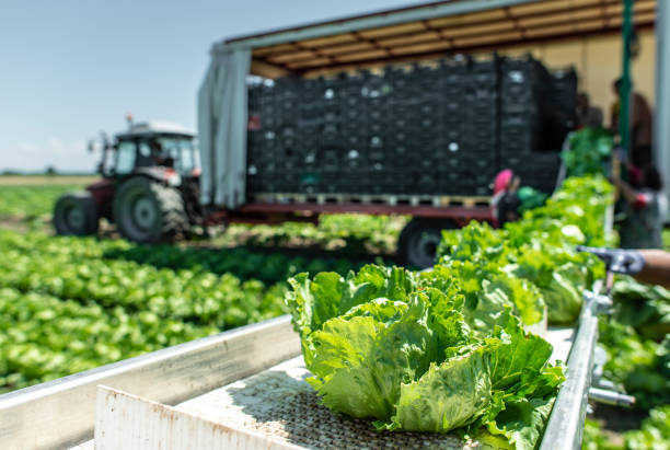 istock Tractor with production line for harvest lettuce automatically. Lettuce iceberg picking machine on the field in farm. 1190537306