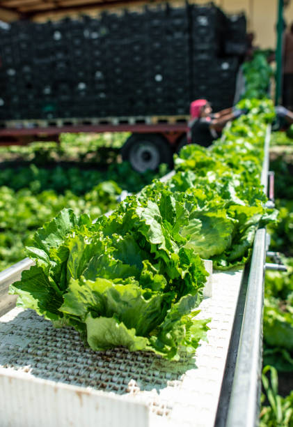 istock Tractor with production line for harvest lettuce automatically. Lettuce iceberg picking machine on the field in farm. 1190537343