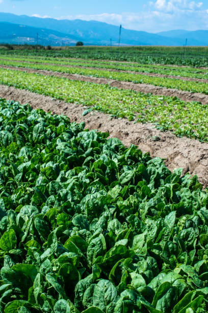 istock Spinach farm. Organic spinach leaves on the field. 1190538022