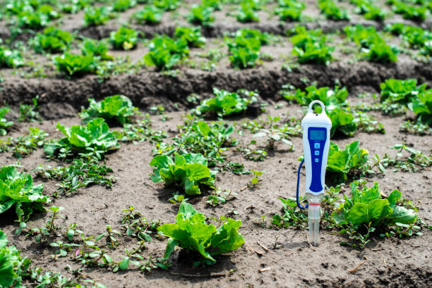 PH meter digital device pricked in the soil. PH meter digital device pricked in the soil. Iceberg lettuce plants. soil tester stock pictures, royalty-free photos & images