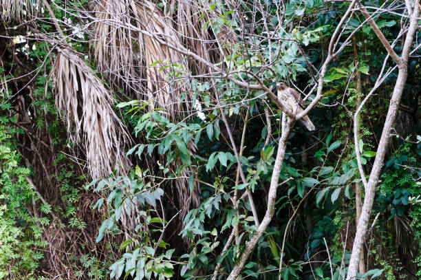 istock red-shouldered hawk - Buteo lineatus 1190539527