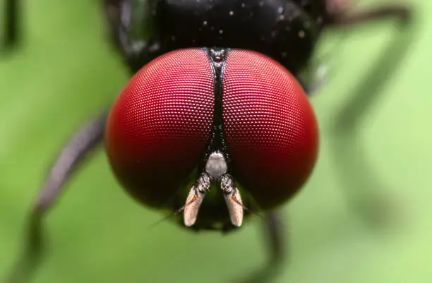 Macro Photography of Head of Black Blowfly on Green Leaf