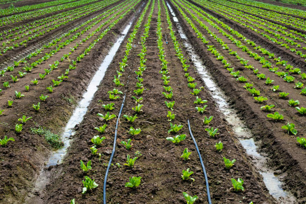 lettuce farm on sunlight. - 16936 imagens e fotografias de stock