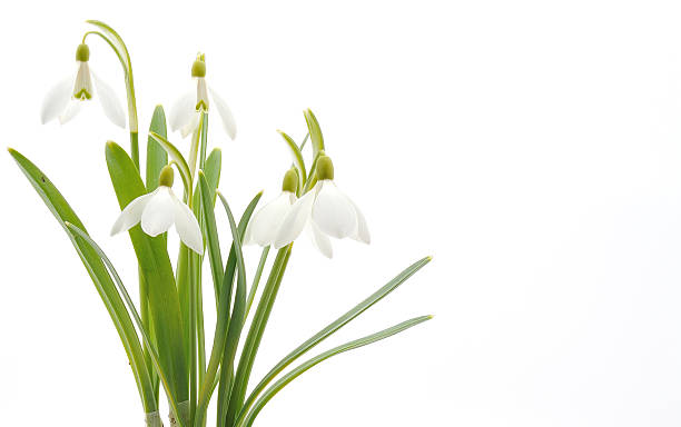 Snowdrops (Galanthus nivalis) on white background stock photo