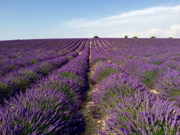 istock The Lavender Field in Provence 1190544416