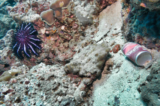 View of a female scuba diver in Cayman Brac island - Cayman Islands