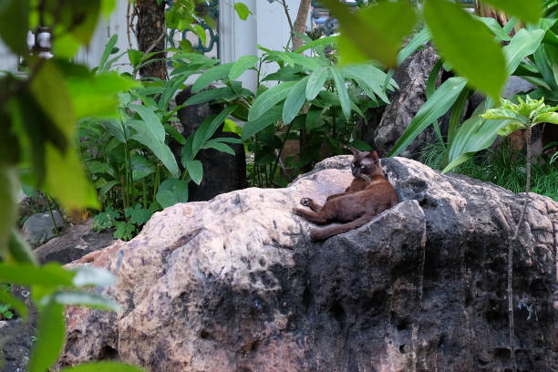 istock Cute black kitty resting on a stone in a tropical garden. 1190545375