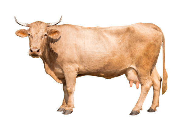 istock brown cow isolated on a white 1190545672