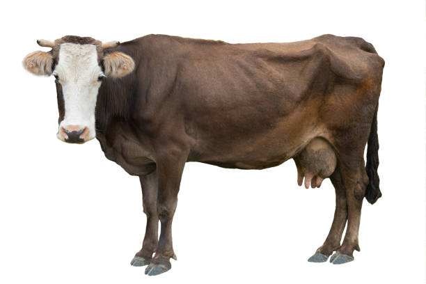 istock brown cow isolated on a white 1190545673